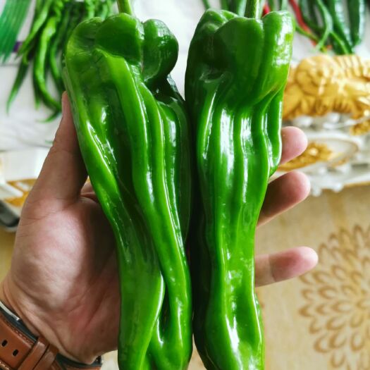 寿光市二荆条辣椒苗  泡椒苗，薄皮椒苗，苏椒苗，芜湖椒苗
