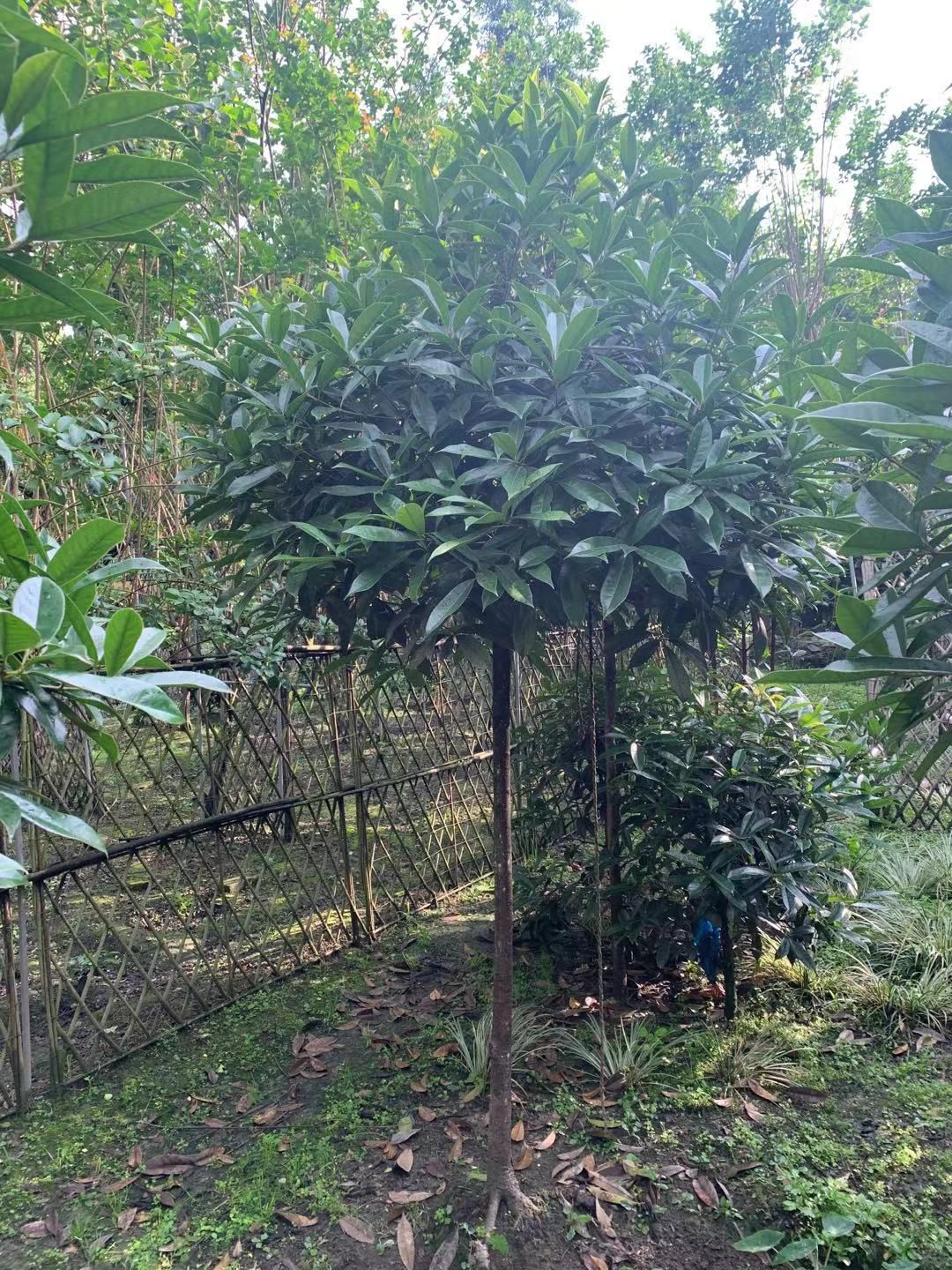 黄金桂花树 桂花
