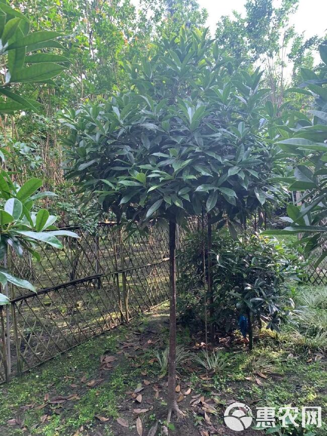 黄金桂花树 桂花