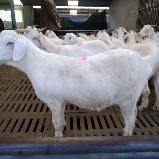 东平县白山羊怀孕母羊，头胎孕羊，羊羔，2－6个月羊苗，公羊，青年羊