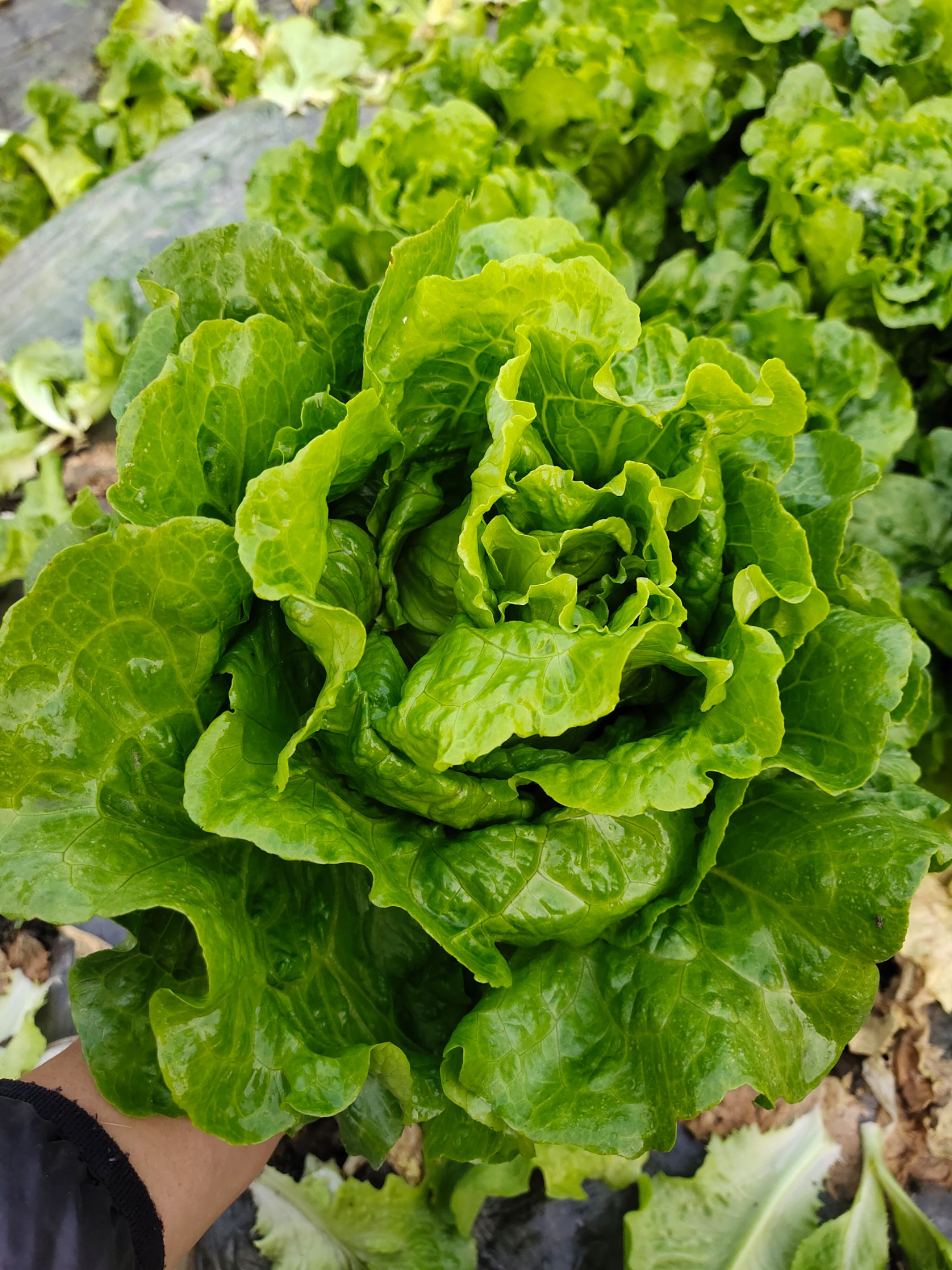 精品意大利生菜还有10多亩需要的联系