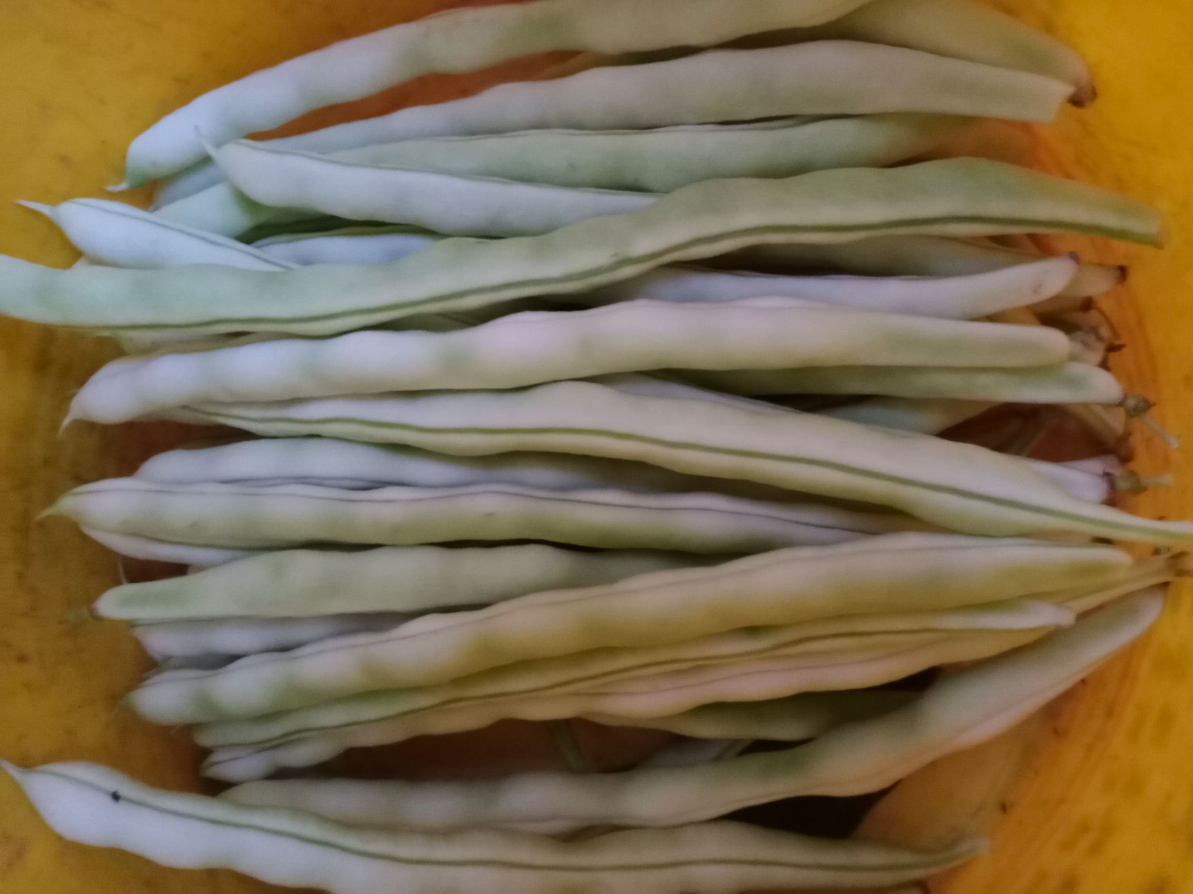 九粒白芸豆 九粒白,老来少,无丝豆大量上货中日供货十万斤以上.