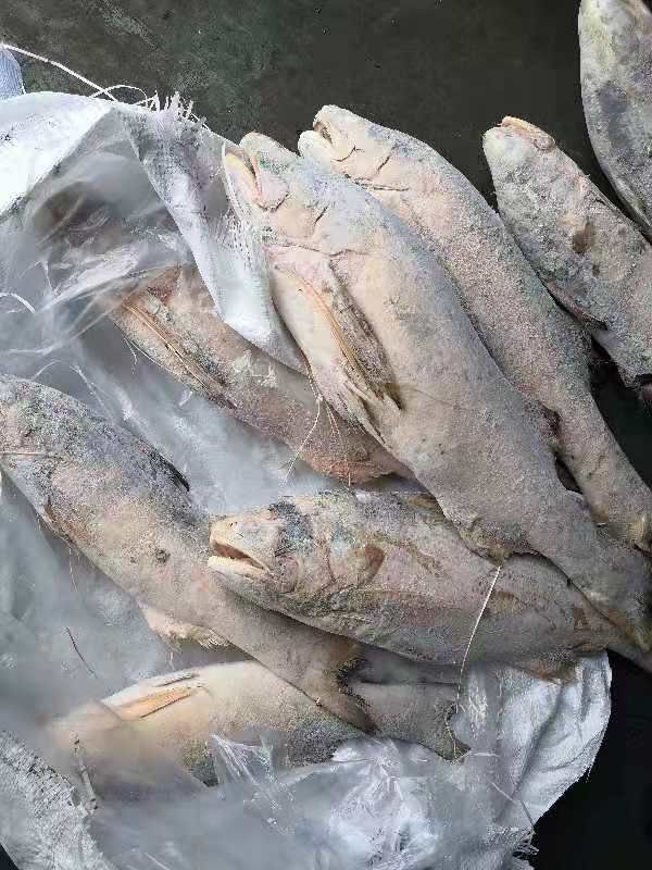 印尼马友鱼大量批发，适合加工饭堂用。