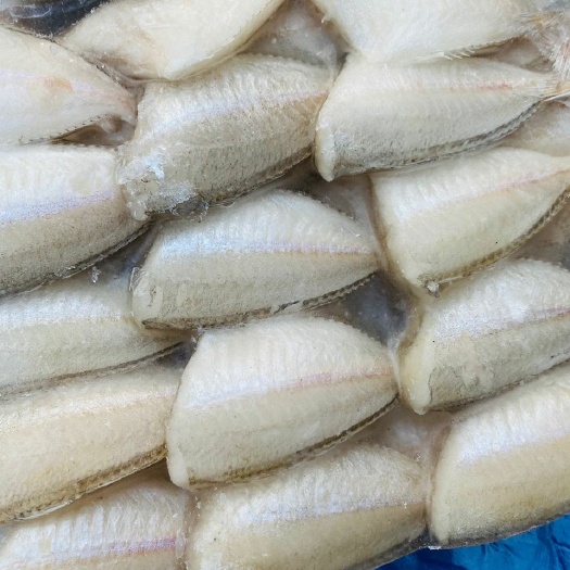 广州马面鱼扒皮鱼剥皮鱼批发目鱼肉马面鱼海鱼
