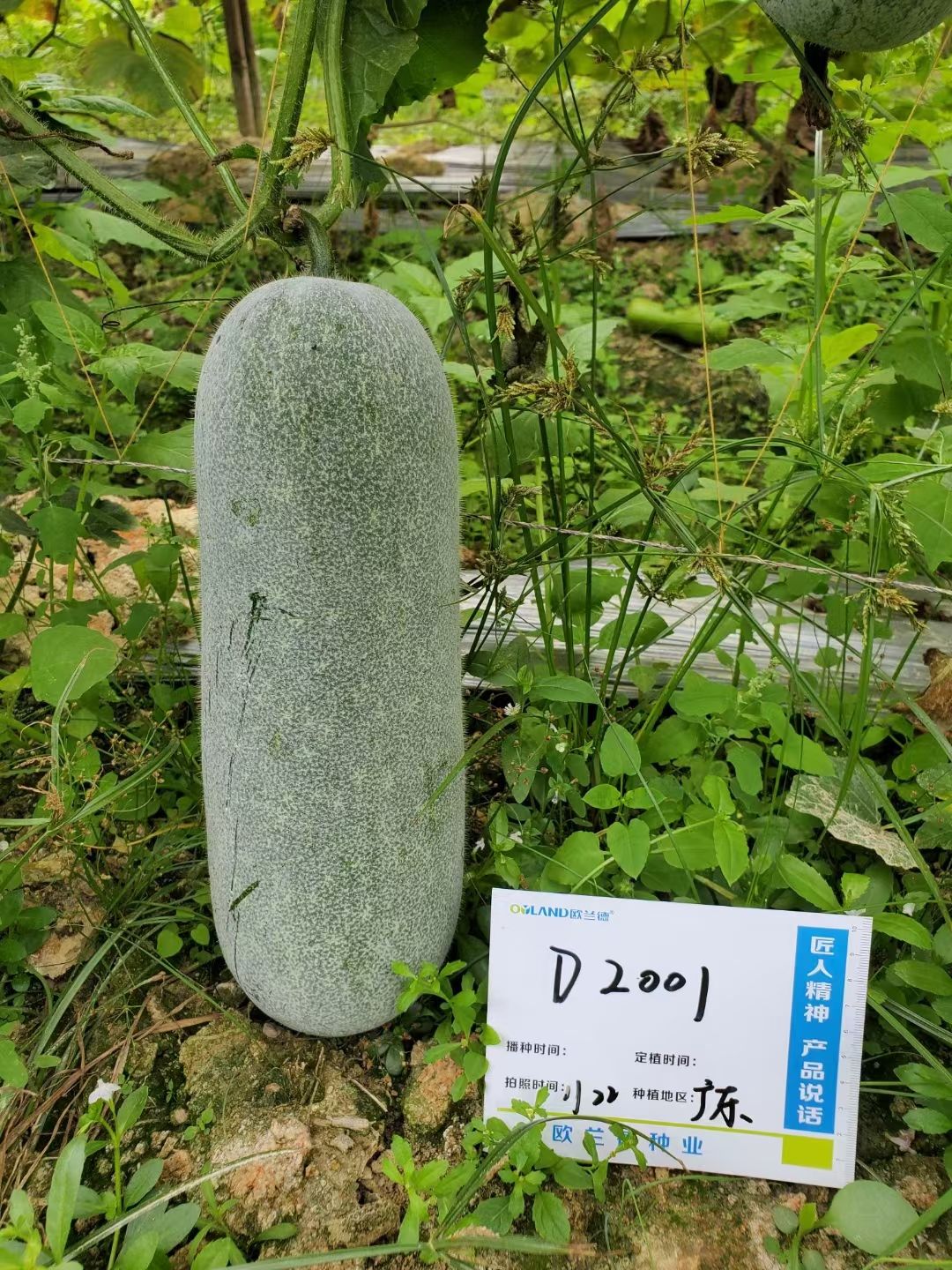 冬瓜种子  水果青娃小冬瓜~早熟果实长筒形单瓜重2公斤抗性强