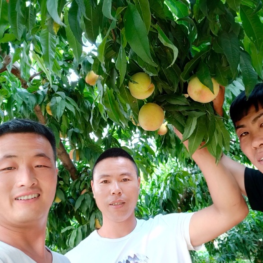 晋州市蜜桃  《翟苗壮果行》诚招全国各地水果釆购商！