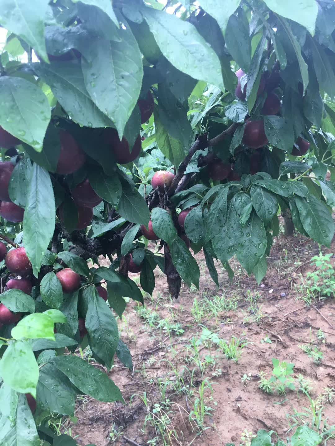  新鲜上市518油桃，曙光