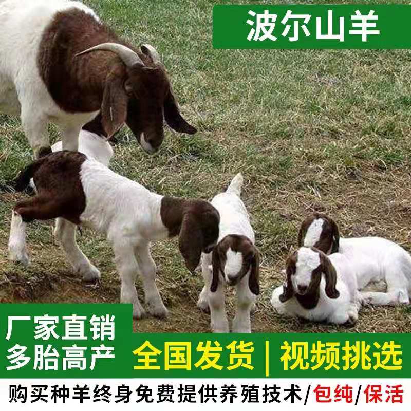 纯种波尔山羊幼崽种羊小羊黑山羊羊羔养殖场全国调拨中心