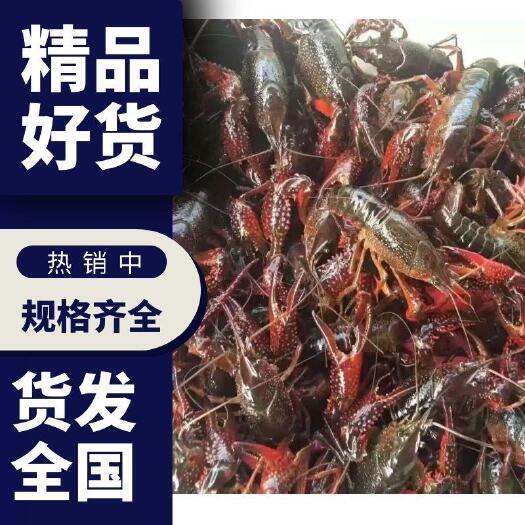 盱眙县江苏盱眙小龙虾456钱789钱规格齐全干净有肉龙一手货源