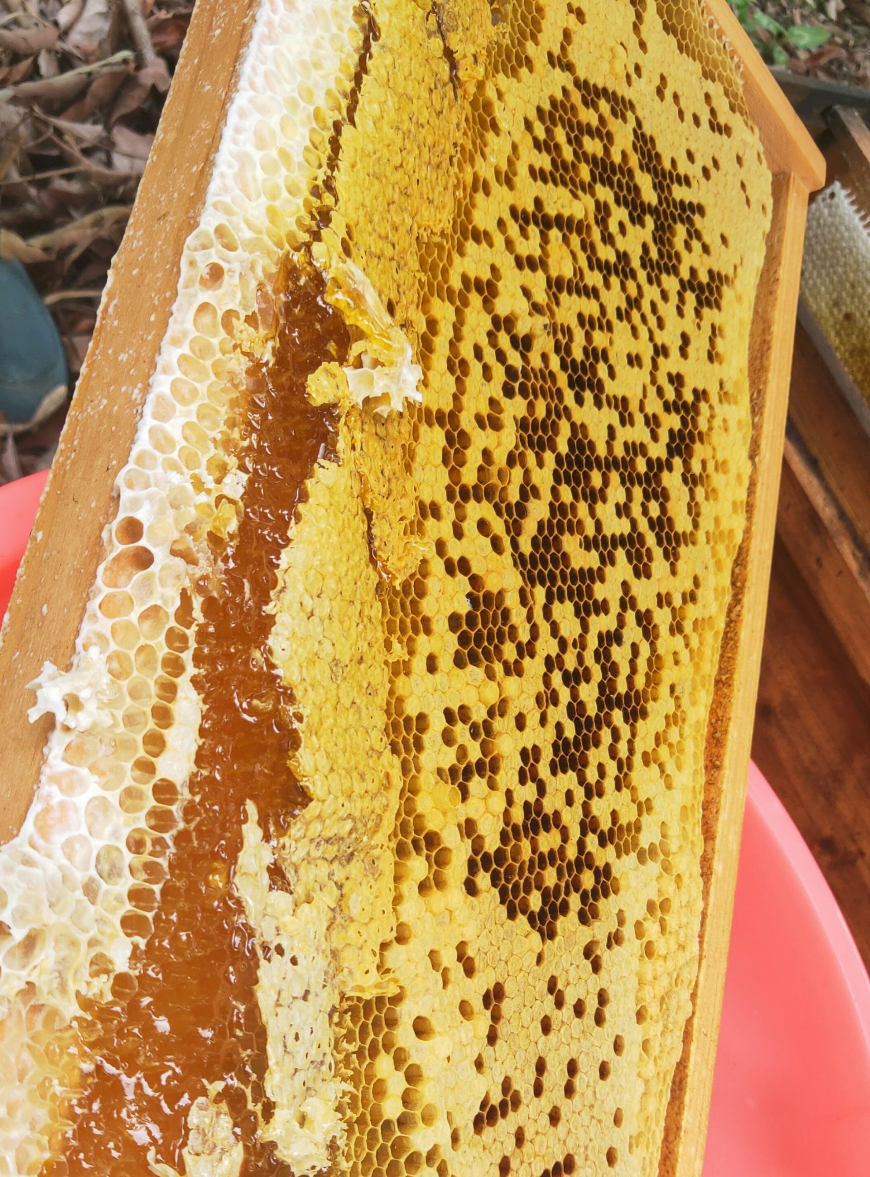 荔枝蜜 纯蜂蜜,自产自销,天然无污染