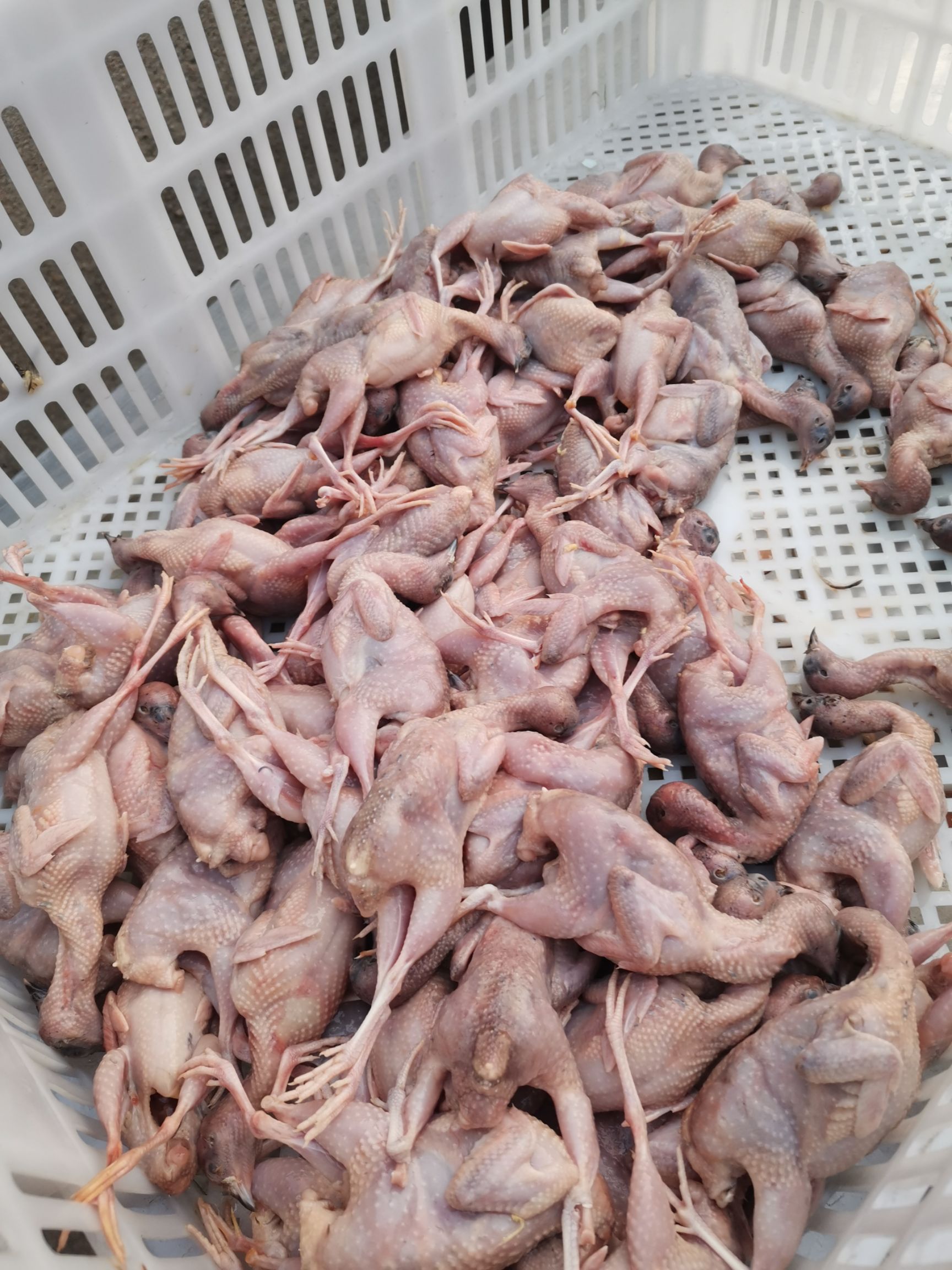 白条鸡 芦丁鸡白条