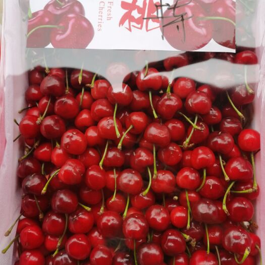肥城市红灯樱桃 万亩露天樱桃，货源直供，质优量大，市场正规，欢迎前来！