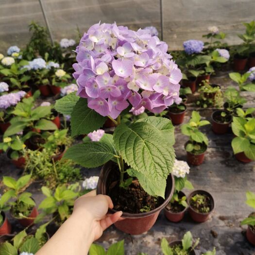 成都 批发双色杯无尽夏绣球花苗，绣球花带花苞出售