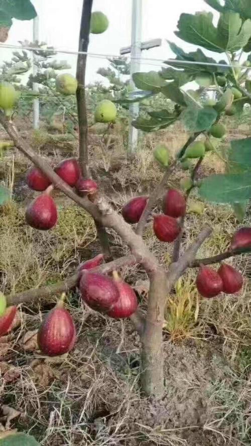 大姚县波姬红无花果苗 无花果树苗波姬红特大果树苗盆栽地栽阳台四季当
