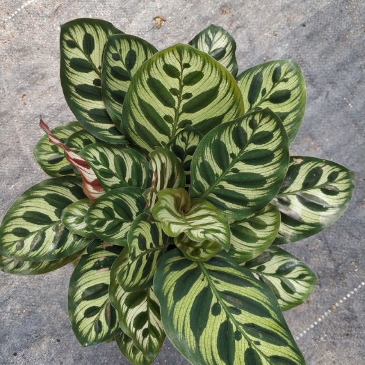 广州 110孔雀竹芋