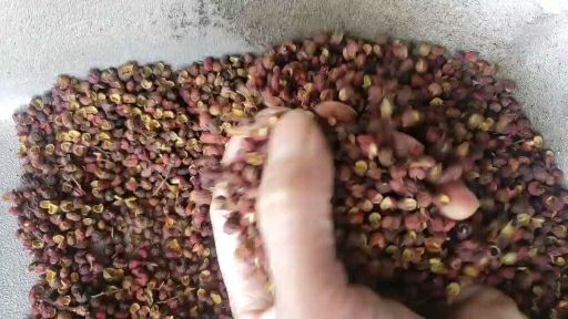 大姚县青花椒特  云南转红麻椒开口7成以上，打面专用料，十斤包邮.