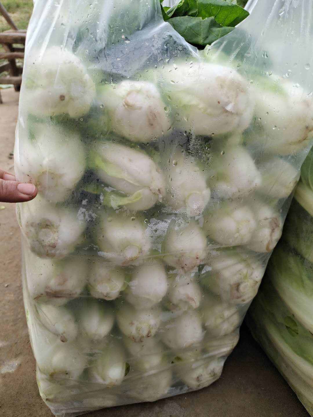  五号白菜&春来早