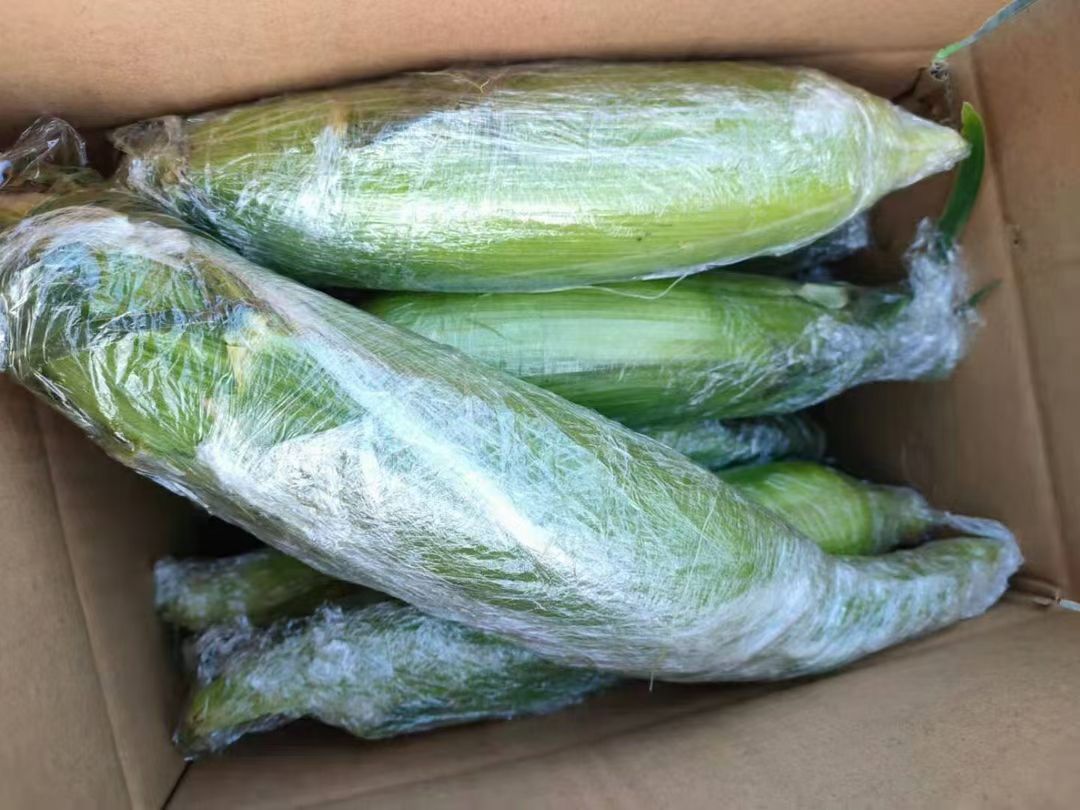 云南水果玉米新鲜甜玉米大量现货玉米棒10斤包邮