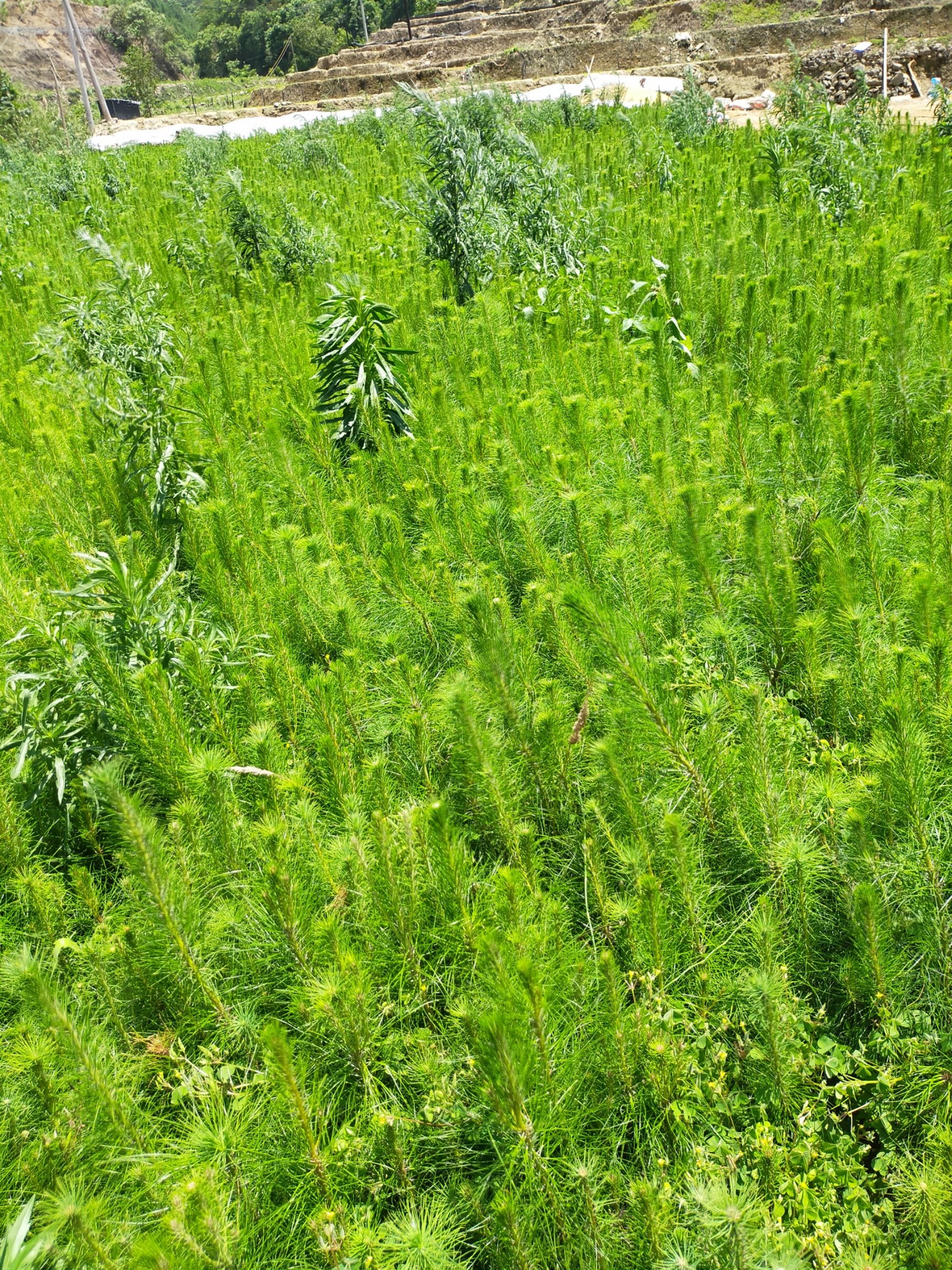 马尾松苗出售，诚信经营用心至上，欢迎各位老板来电咨询，谢谢。