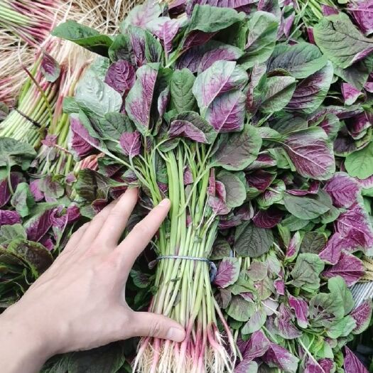 东莞市红苋菜 菜农自家种植，精品质量，目前打包出港