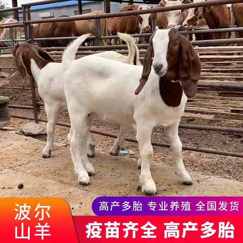 纯种波尔山羊幼崽种羊小羊黑山羊羊羔养殖场全国调拨中心