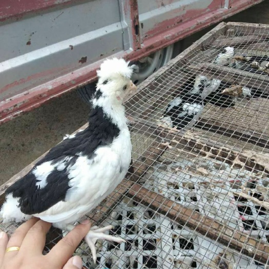 广汉市贵妃鸡苗  防疫坐齐 专车运输 纯活率高