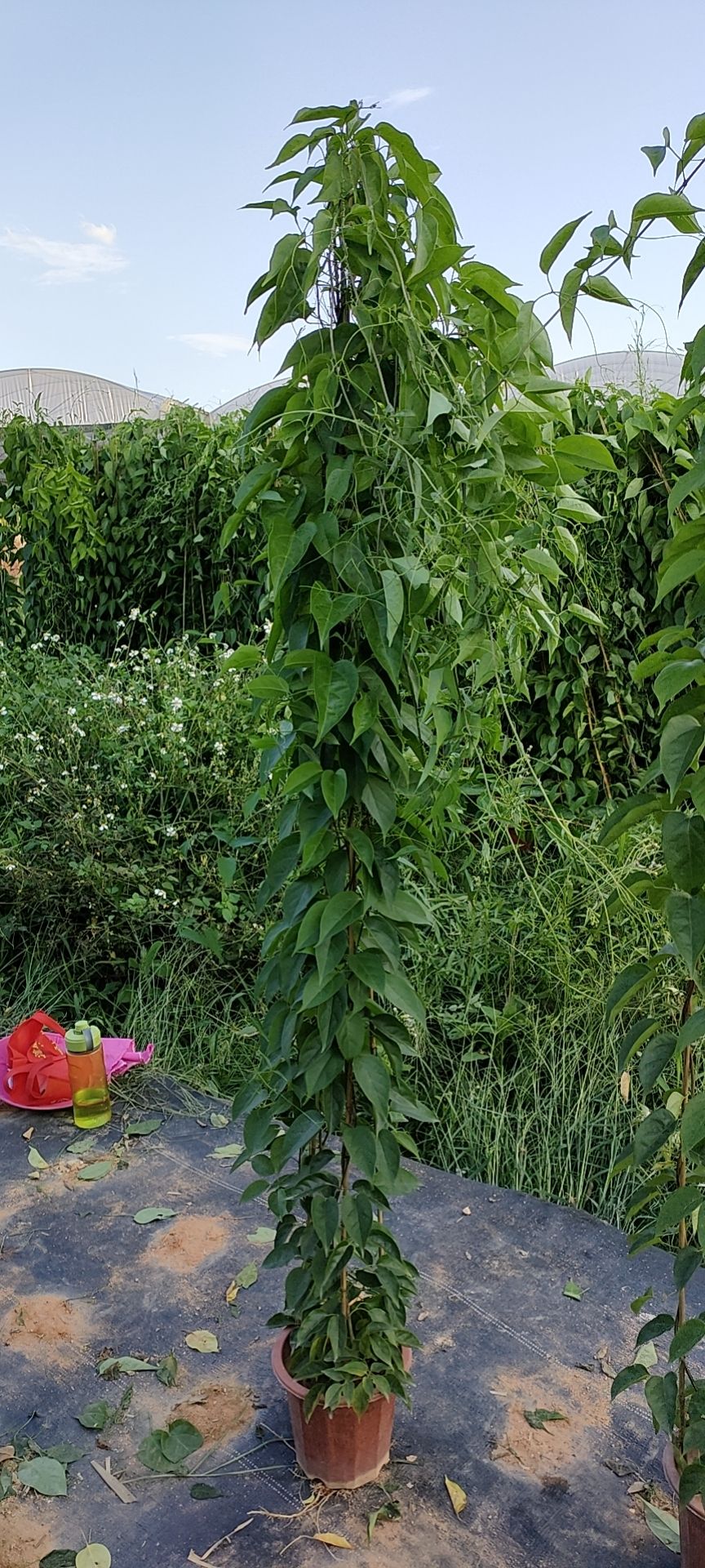 炮仗花