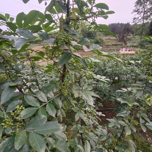 大竹县四川达州万亩九叶青花椒，基地直供。质量好，现采现卖，一件代发