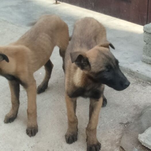 萧县马犬