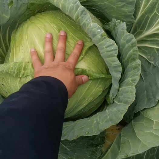射洪市平包菜 包菜