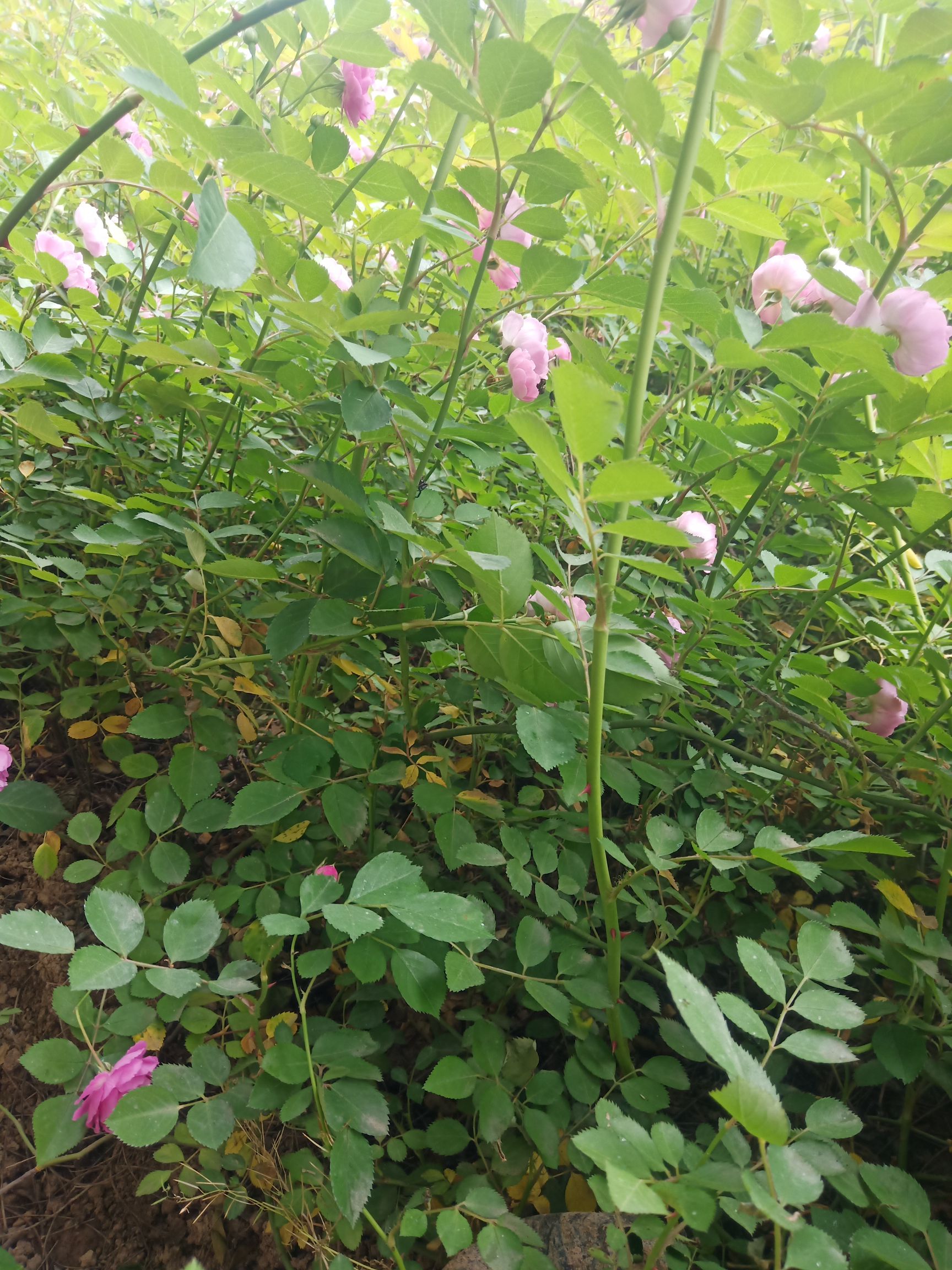 蔷薇 爬蔷薇 红花蔷薇  蔷薇苗 营养杯蔷薇 陕西蔷薇直销