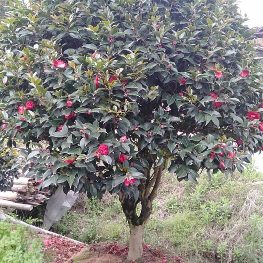 漳平市 茶花