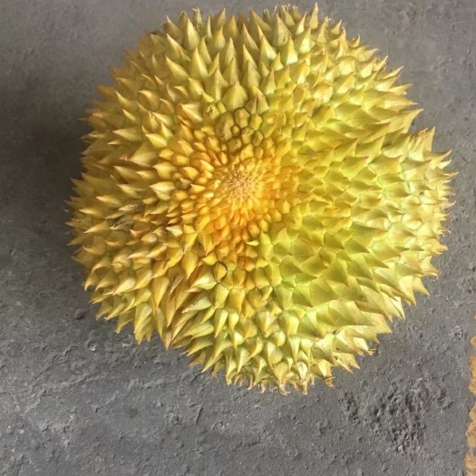 南宁金枕榴莲 广西壮族自治区南宁市横县