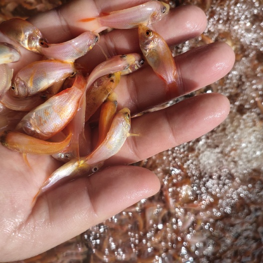 开平市彩虹鲷