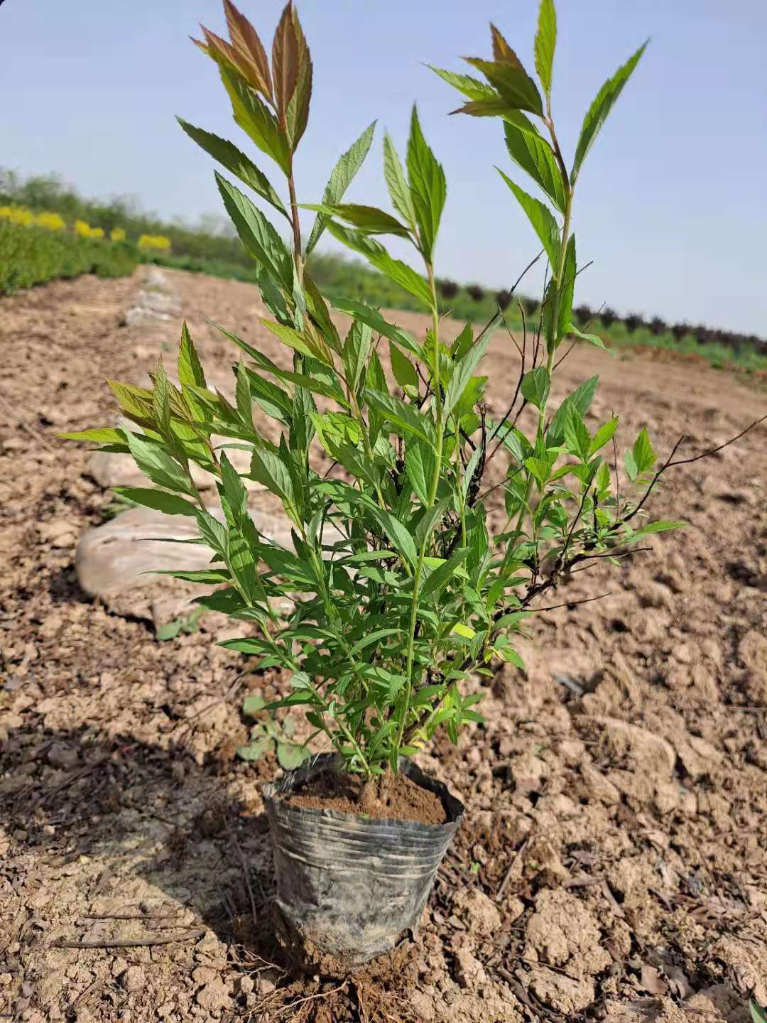绣线菊 红花绣线菊 麻叶绣线菊 金山绣线菊 营养杯绣线菊基地