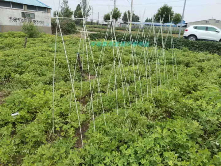 种植大棚  普通大棚，温室大棚，小拱棚弓子