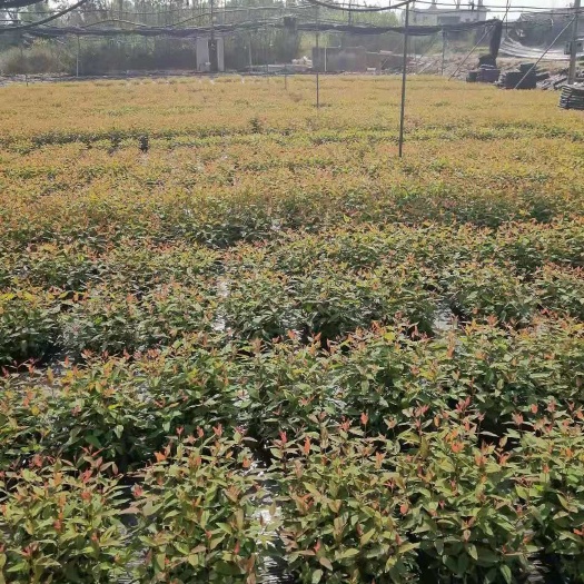 宾阳县DH3229桉树 0.5米以下 