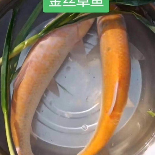 鹤山市金丝鲩鱼苗，金草鱼苗，俄罗斯金草鱼苗金丝草鱼鱼苗