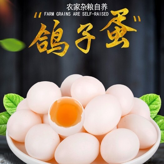 聊城鸽子蛋 山东聊城常年供应鸽蛋
