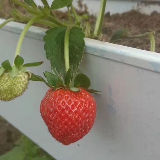 佛山食槽 PVC种植水槽，可水培。