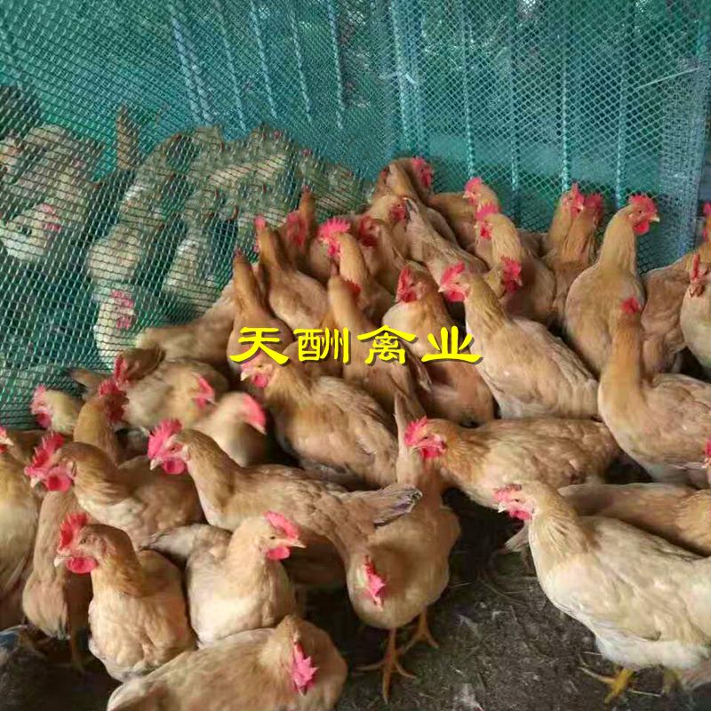 优质三黄鸡苗  优黄公 优黄母 黄脚鸡苗   大红公鸡