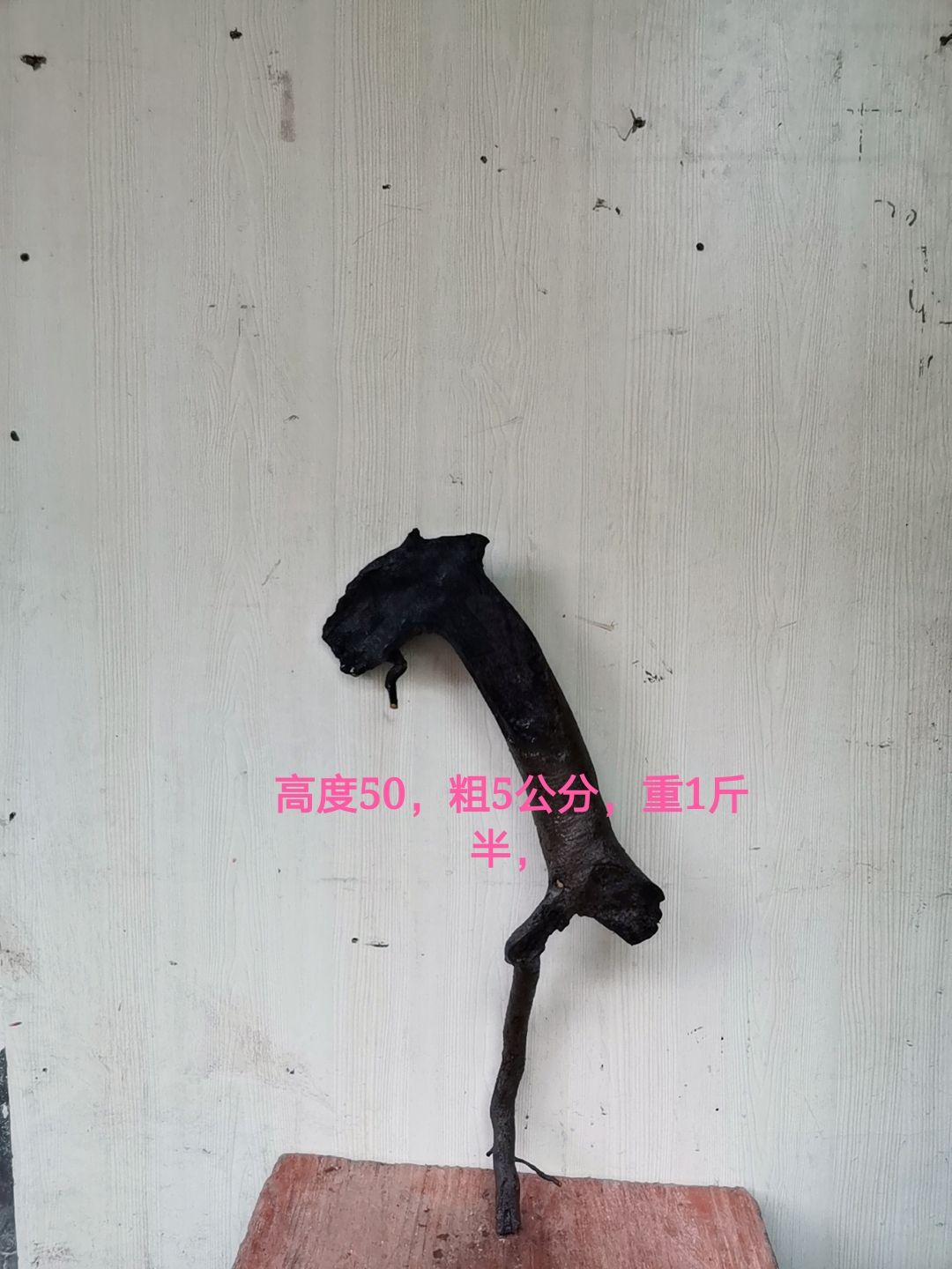  金弹子灌木盆景盆栽生桩