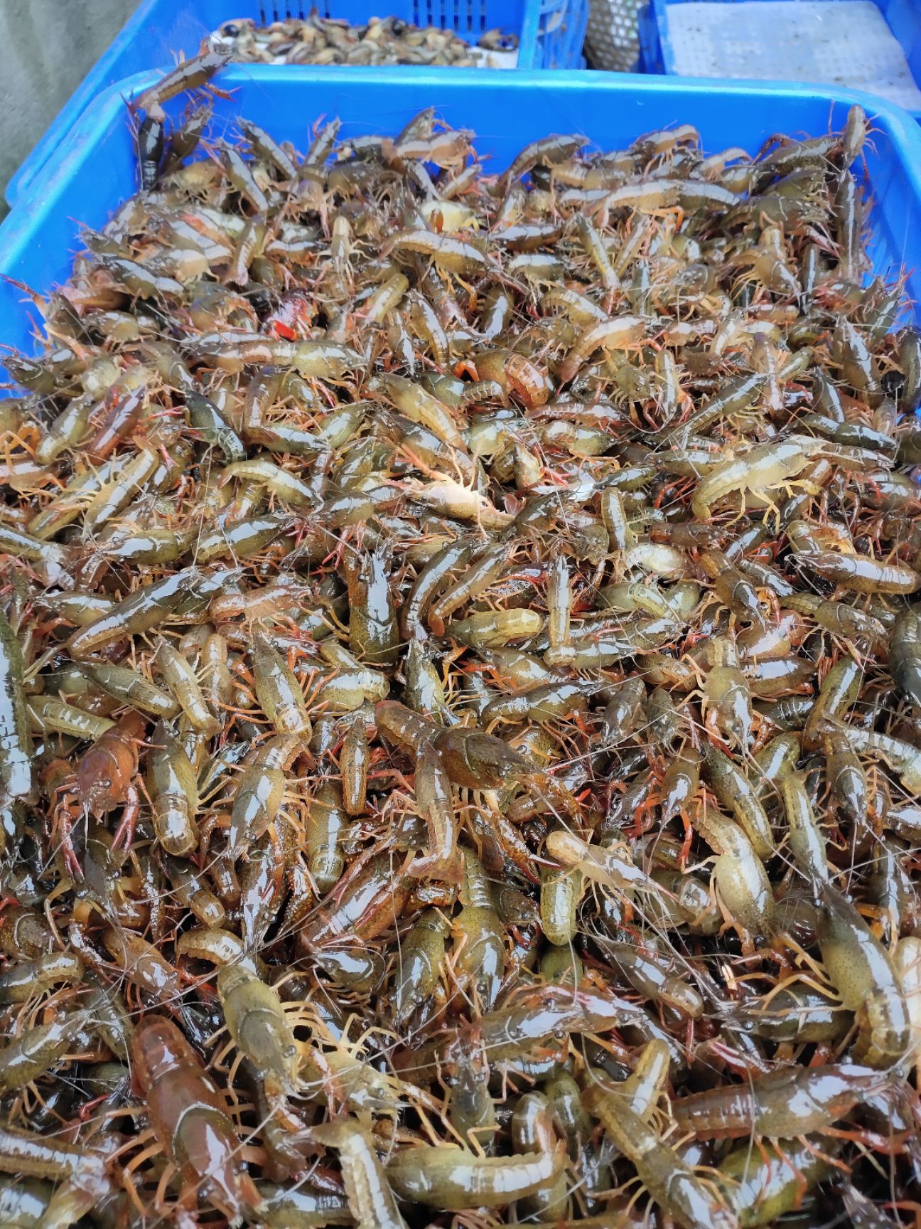 龙虾苗  塘口虾苗