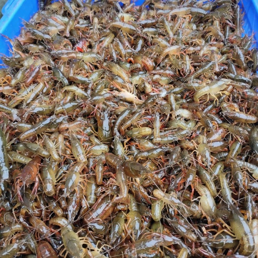 桂林龙虾苗  塘口虾苗