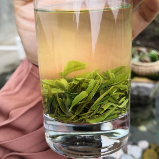 长阳县毛尖茶  曲溪绿茶2021新茶雨前明前特级芽茶 保护区高山绿茶500g