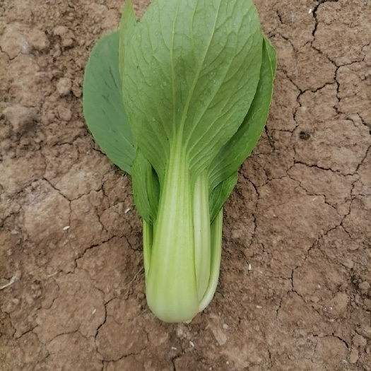 曹县上海青 山东省菏泽市曹县 10~15cm