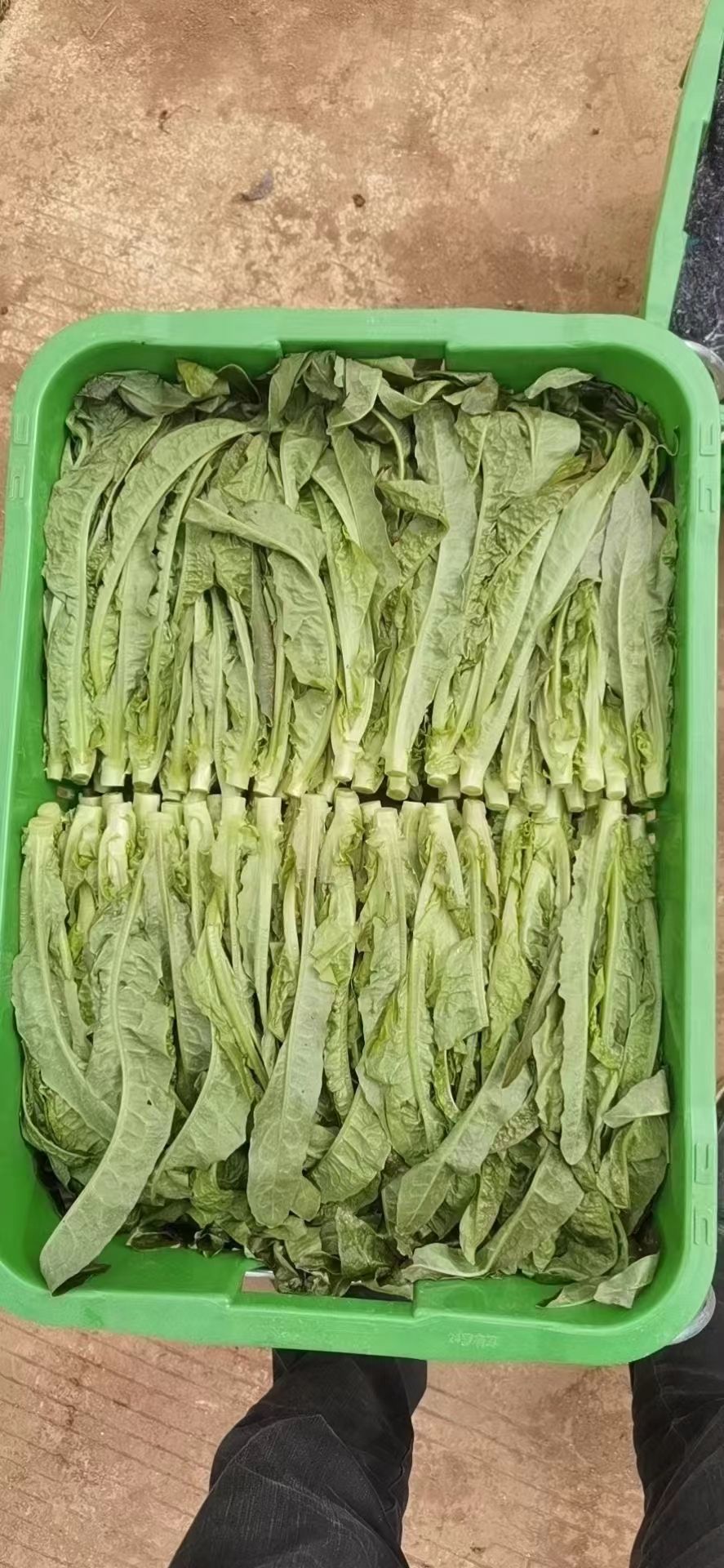 红油麦菜 红油麦苗