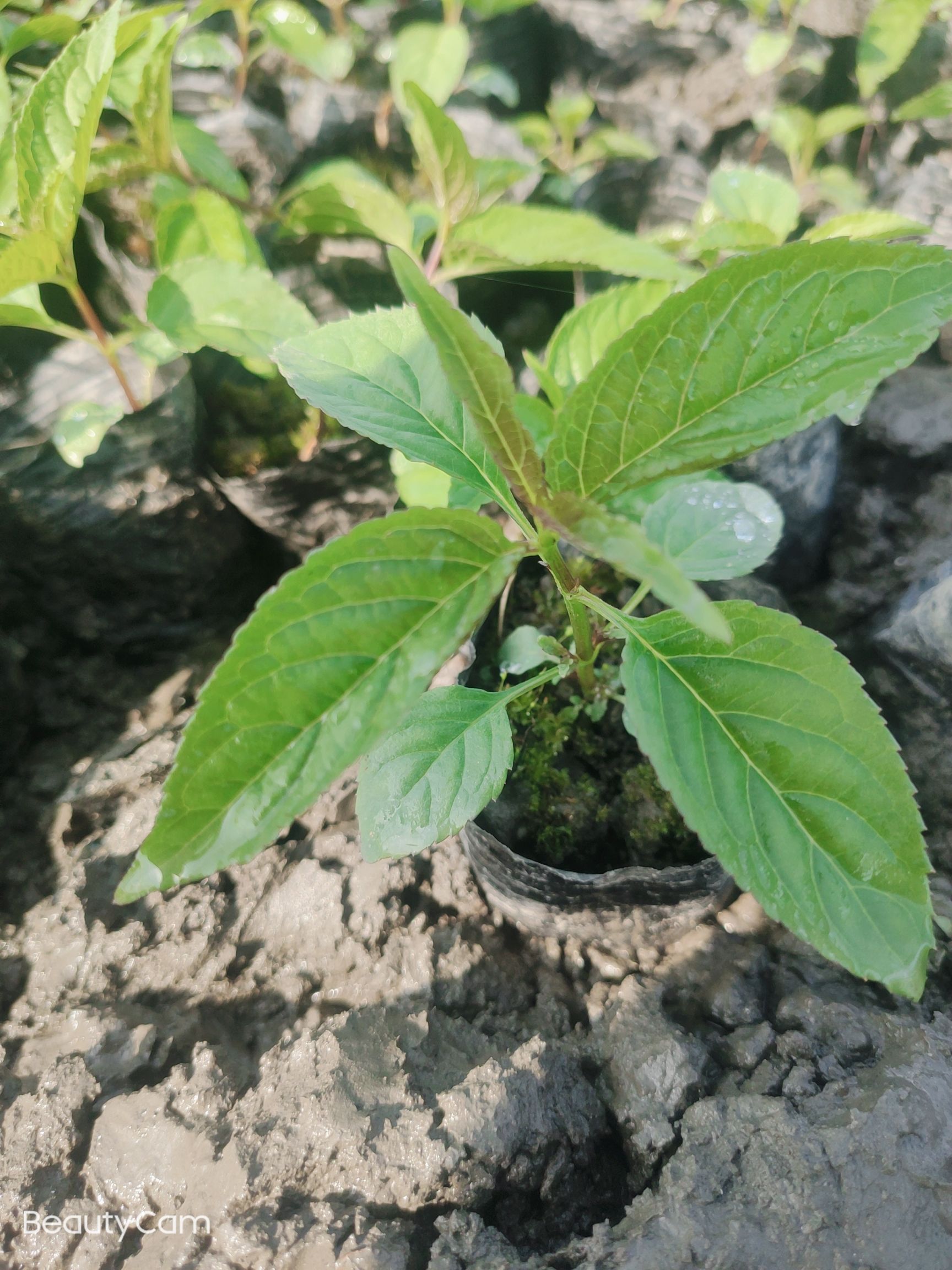 红果参苗包邮当年种当年结果蜘蛛果苗下单送2棵