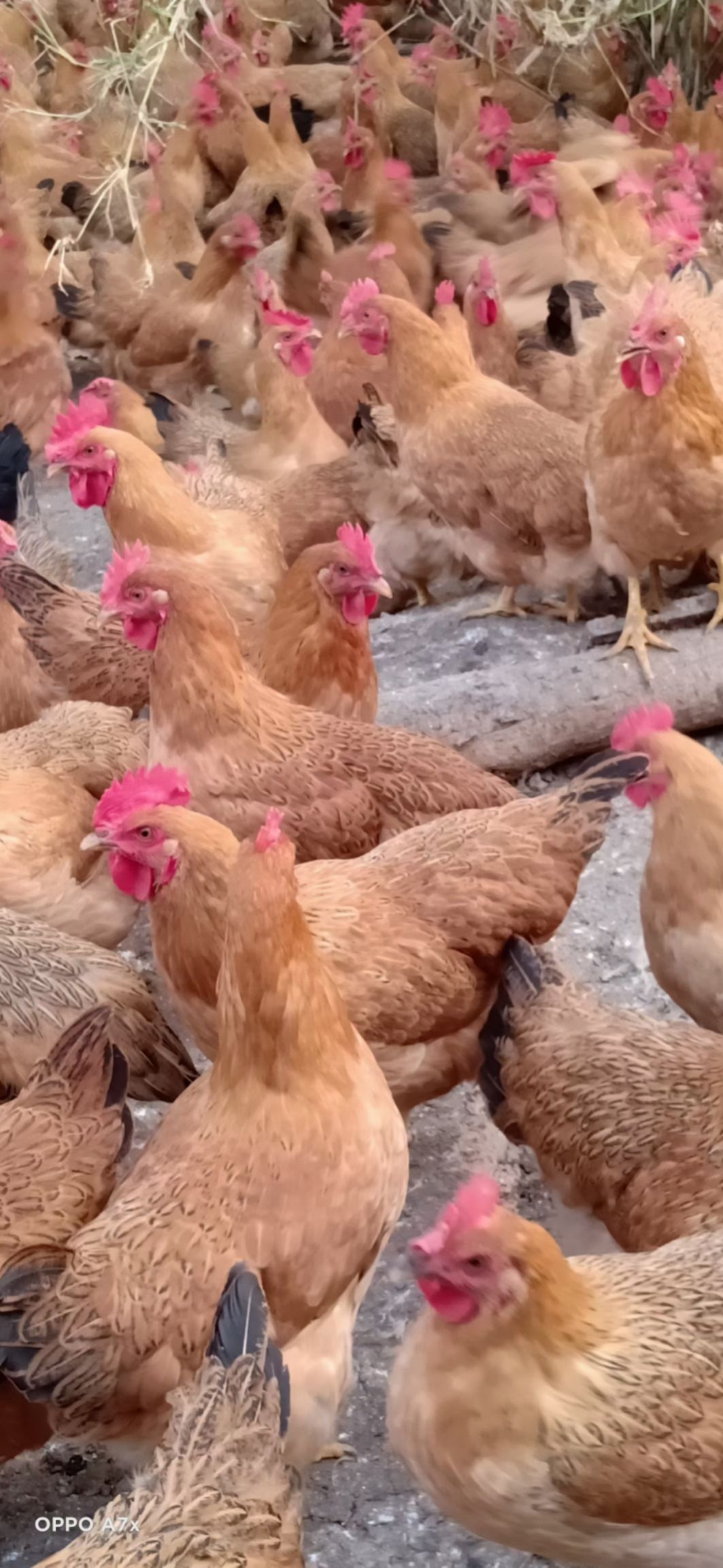 肉鸡  长年供应各种散养灵土项鸡200多天 120多天
欢迎