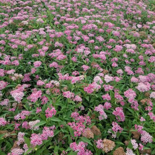 绣线菊 红花绣线菊 麻叶绣线菊 金山绣线菊 营养杯绣线菊基地